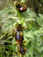 Espejo de Venus/Ophrys ciliata